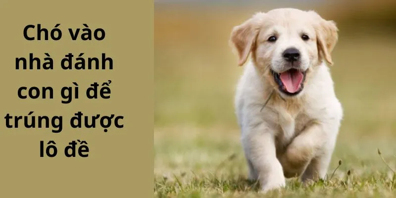 Chó Vào Nhà Đánh Con Gì Để Trúng Lô Đề Hôm Nay