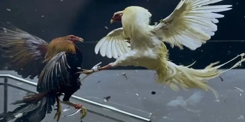 Tổng hợp lối gà chọi hay nhất 2024 khiến đối thủ dè chừng