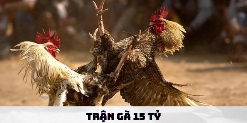 Trận gà 15 tỷ - cuộc chiến siêu kinh điển của các sư kê